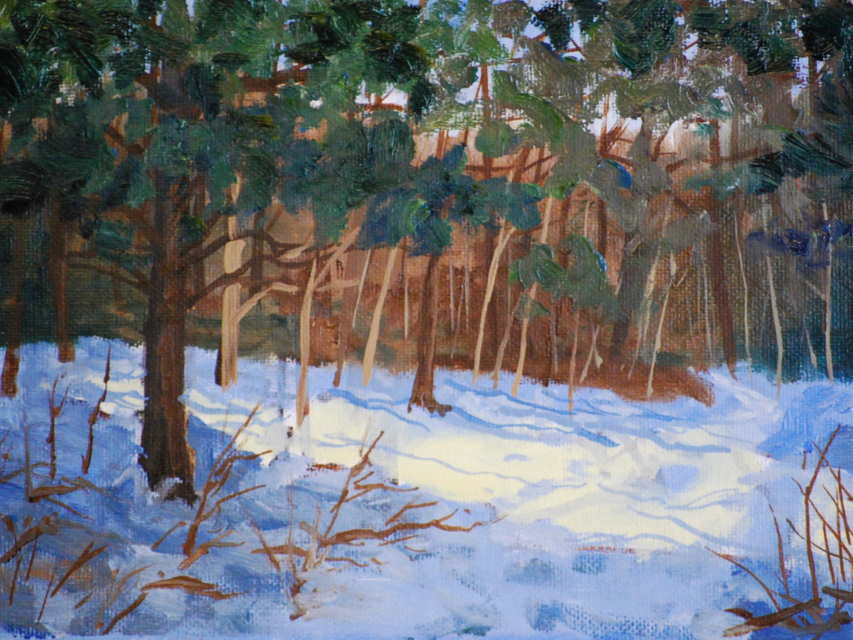 Winter Pine Shadows
